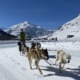 a person on a sled with dogs
